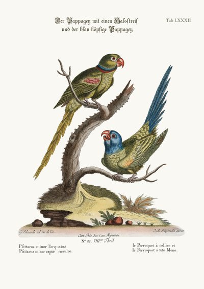 Der Ringpapagei und der Blaukopf-Papagei, 1749-73 von George Edwards